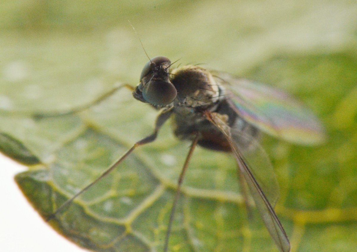 Dolichopodidae,  femmina (Medetera sp.)