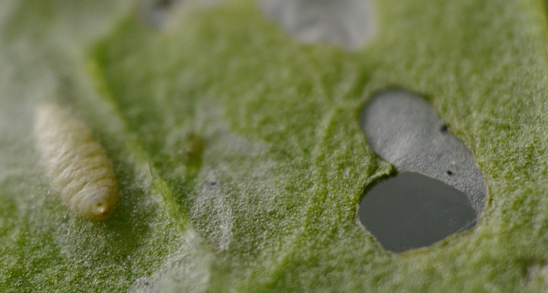 Afidi  ( Macrosiphum rosae) e larve di dittero Agromyzidae