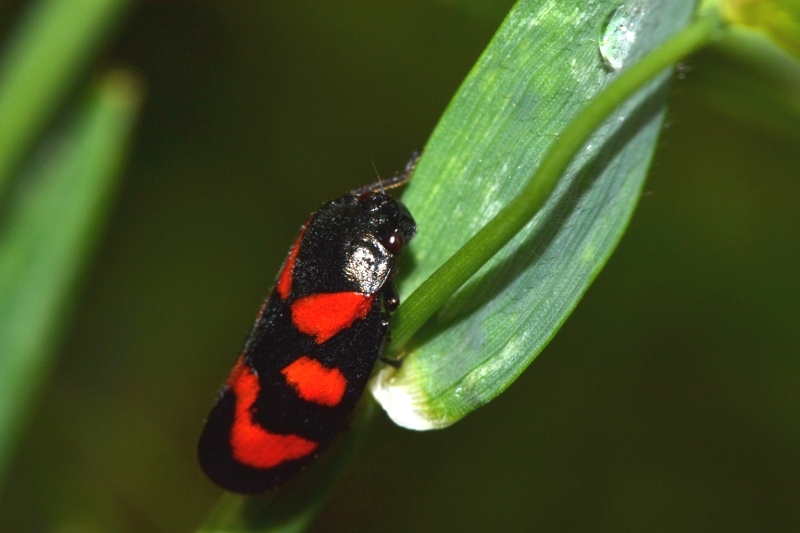 Cercopis vulnerata