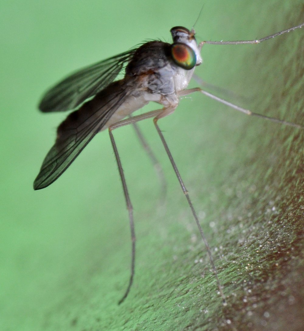 Dolichopodidae, Sciapus sp. maschio