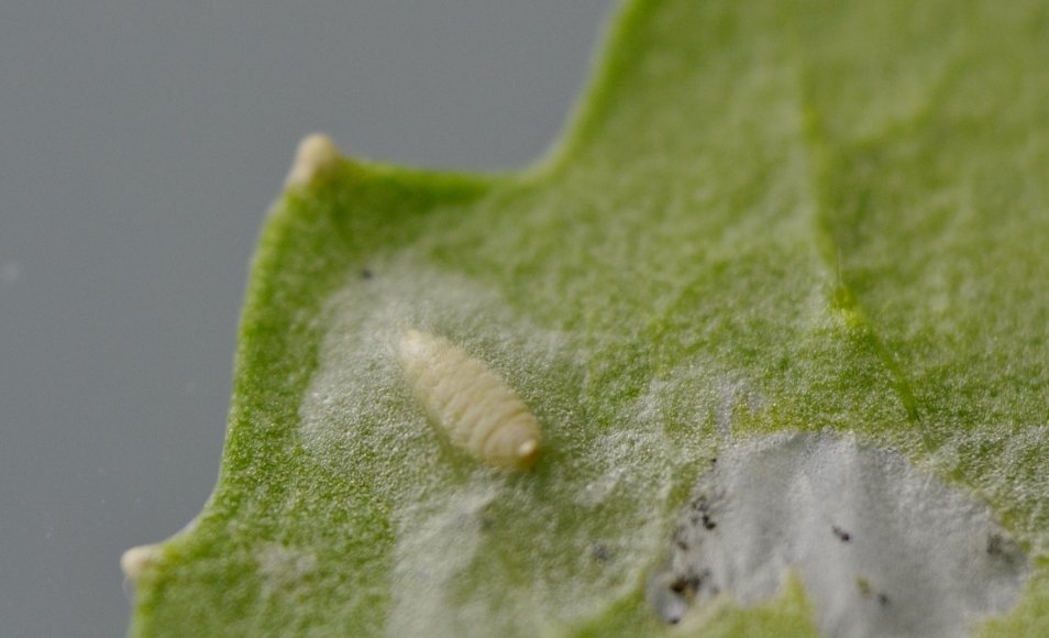 Sfarfallamento di Agromyzidae (forse Phytomyzinae)