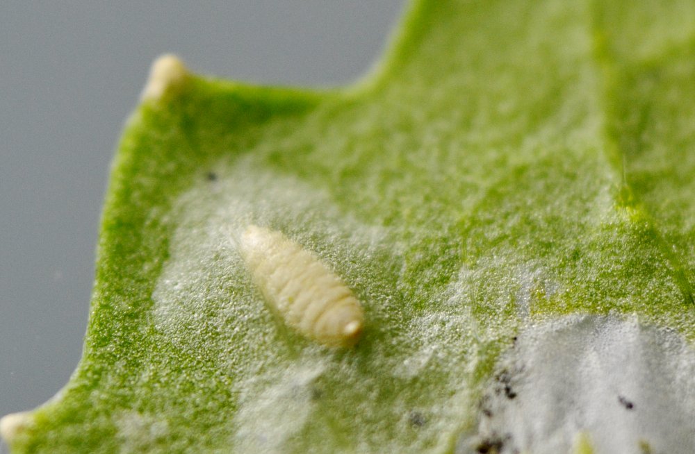 Afidi  ( Macrosiphum rosae) e larve di dittero Agromyzidae