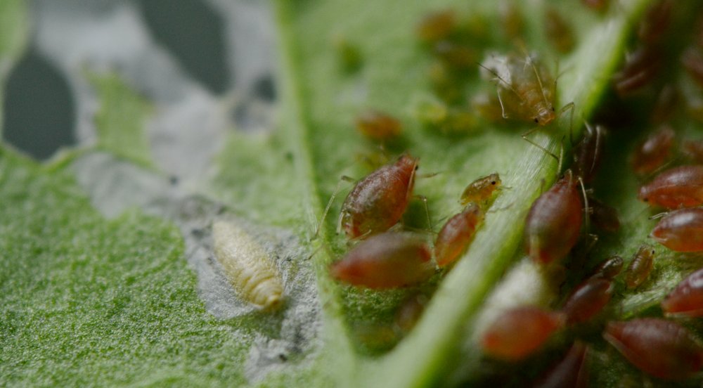 Afidi  ( Macrosiphum rosae) e larve di dittero Agromyzidae