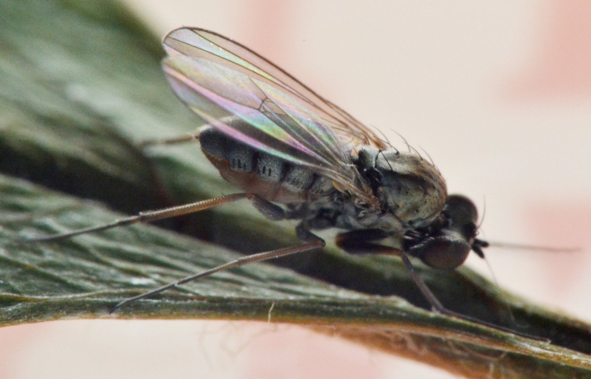 Dolichopodidae,  femmina (Medetera sp.)