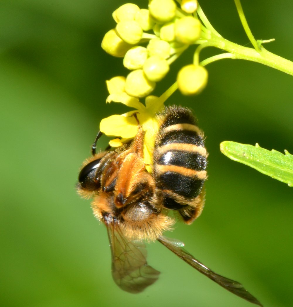 Apidae Andreninae (Andrena flavipes)