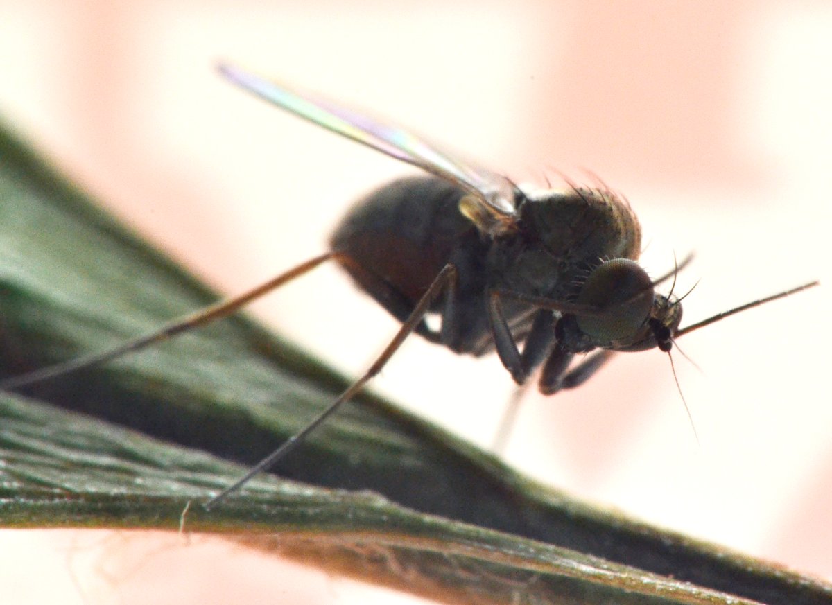 Dolichopodidae,  femmina (Medetera sp.)