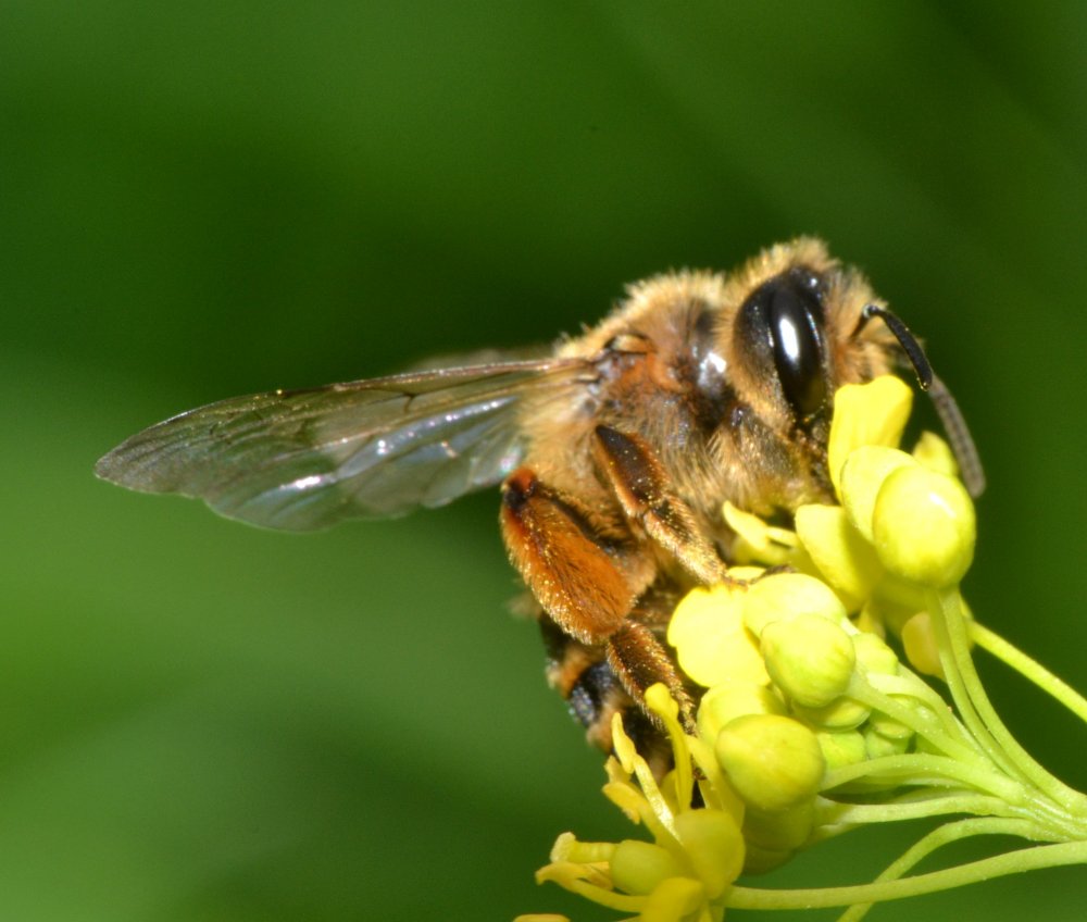 Apidae Andreninae (Andrena flavipes)