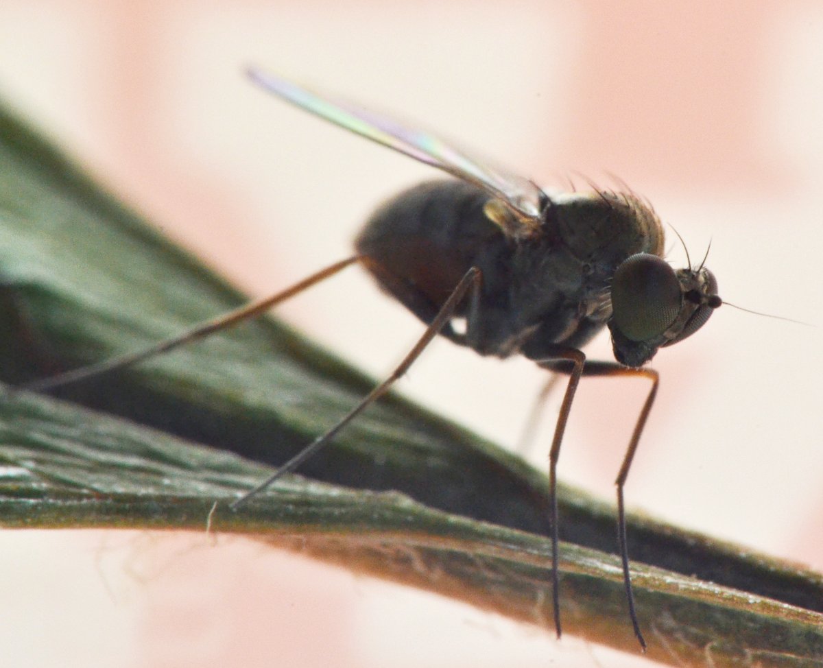 Dolichopodidae,  femmina (Medetera sp.)