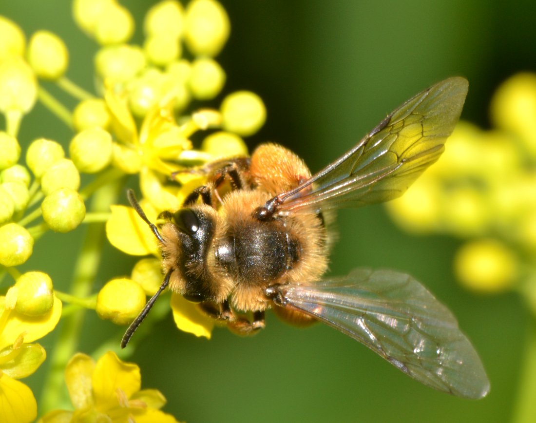 Apidae Andreninae (Andrena flavipes)