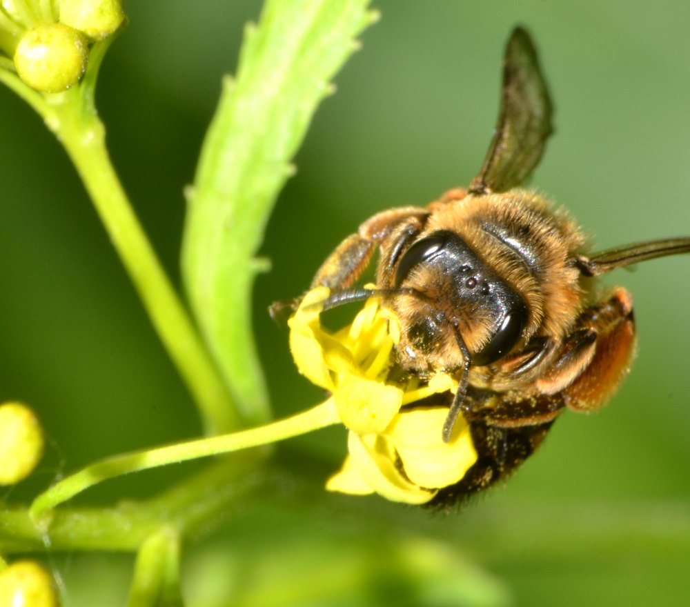 Apidae Andreninae (Andrena flavipes)