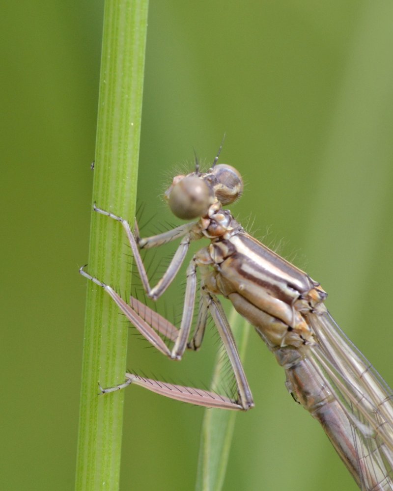 ID: Lestidae sp.?