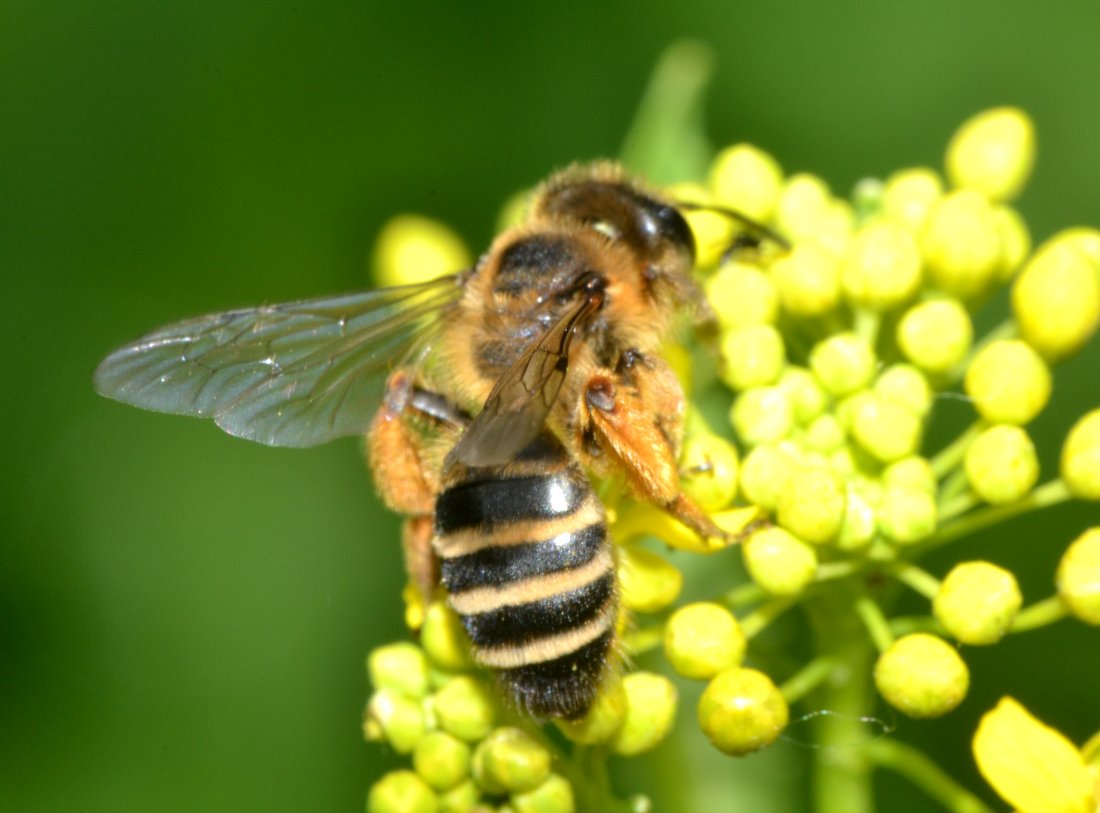 Apidae Andreninae (Andrena flavipes)