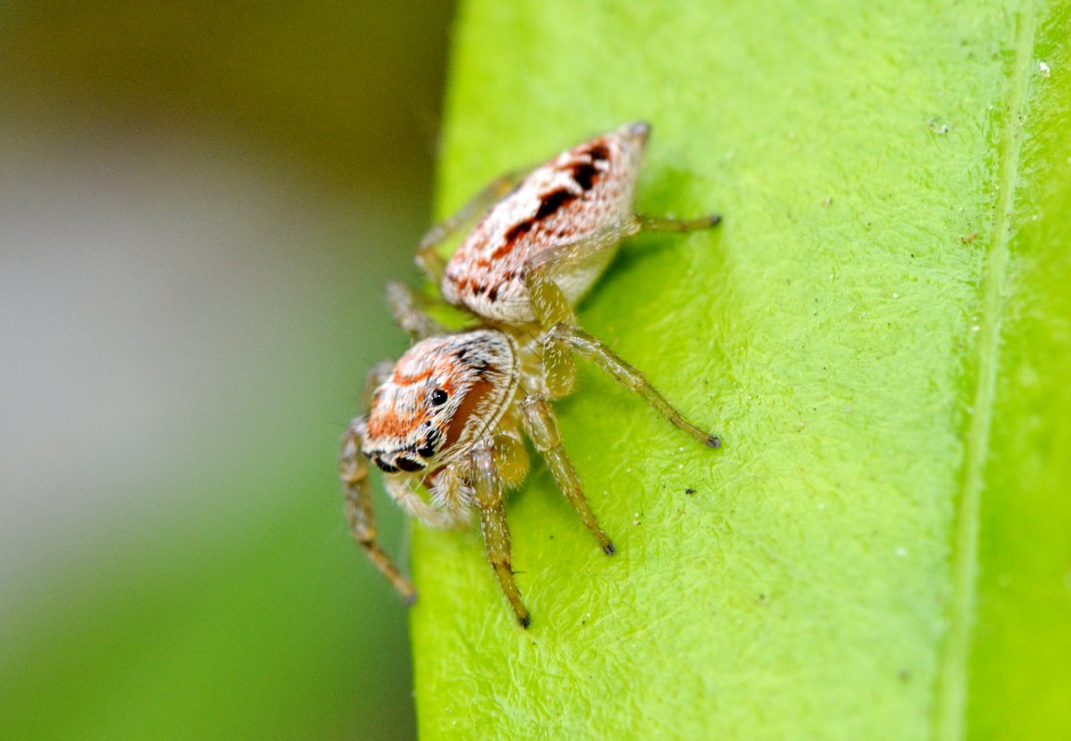 Icius sp. (I. hamatus?)