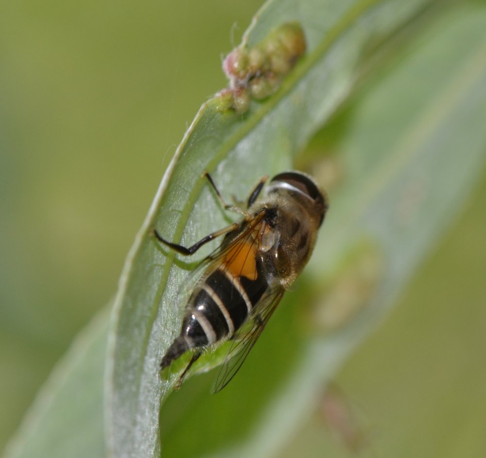 Eristalis sp. femmina: deposizione uova?