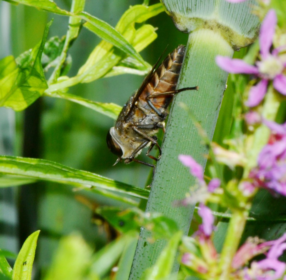 Tabanus sp. (T. cfr. bovinus)