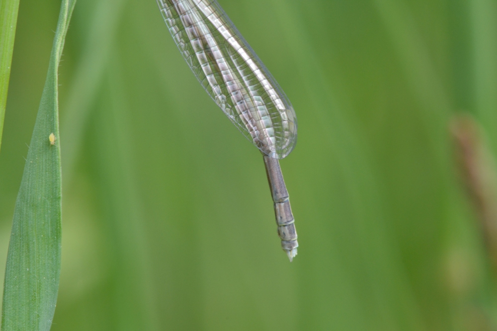 ID: Lestidae sp.?