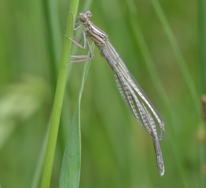 ID: Lestidae sp.?