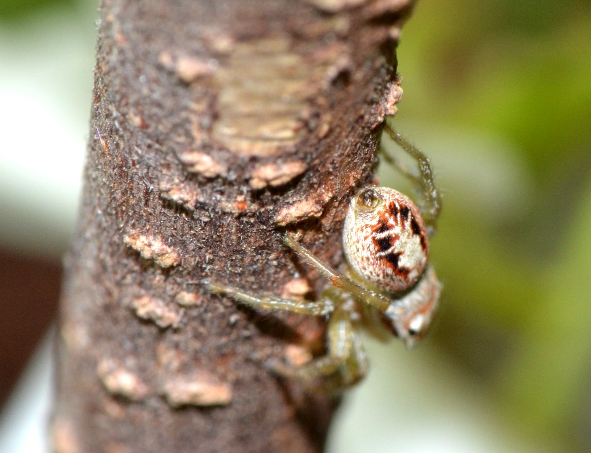 Icius sp. (I. hamatus?)