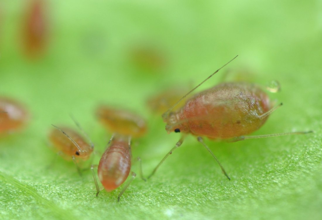 Afidi  ( Macrosiphum rosae) e larve di dittero Agromyzidae