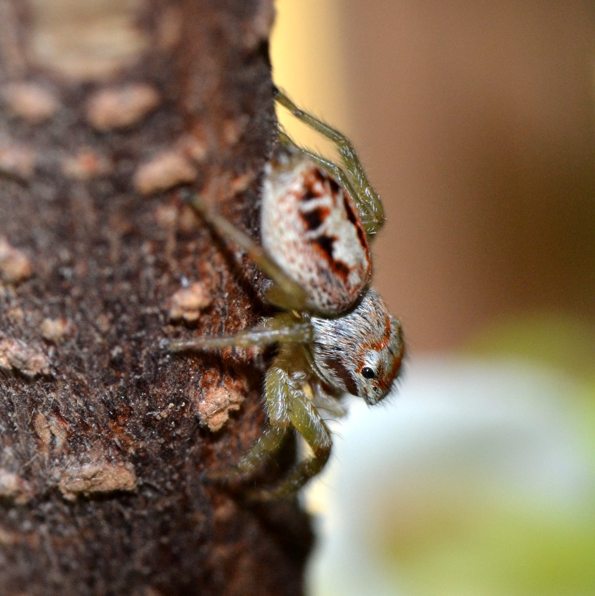 Icius sp. (I. hamatus?)