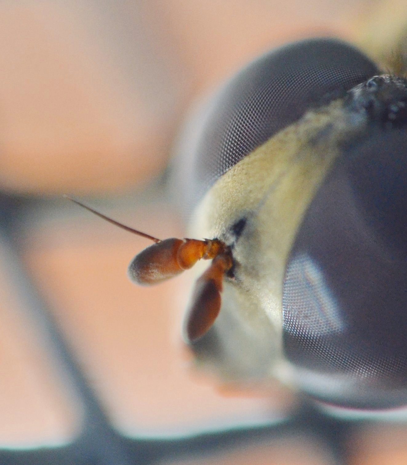 Syritta pipiens (Syrphidae)