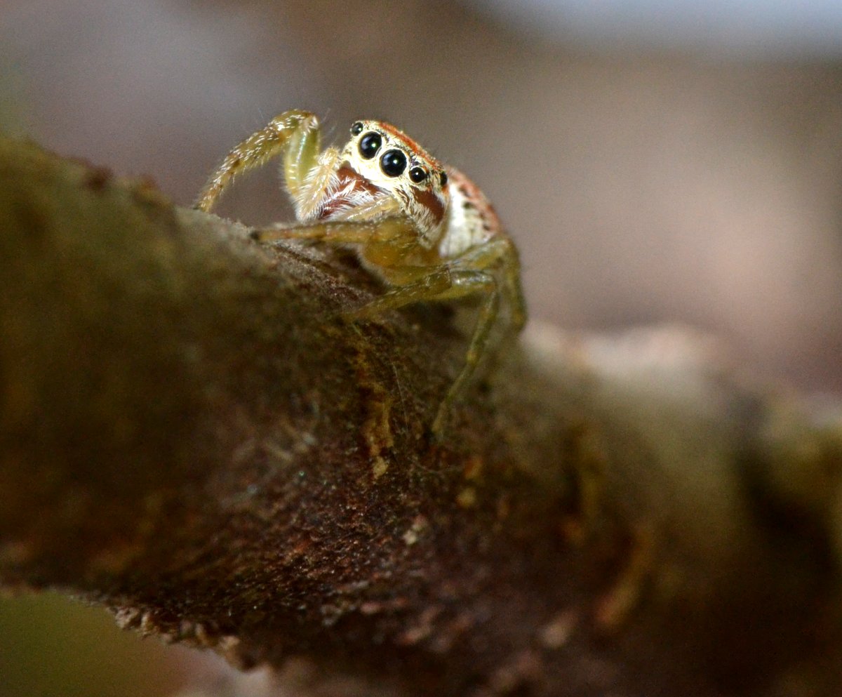 Icius sp. (I. hamatus?)