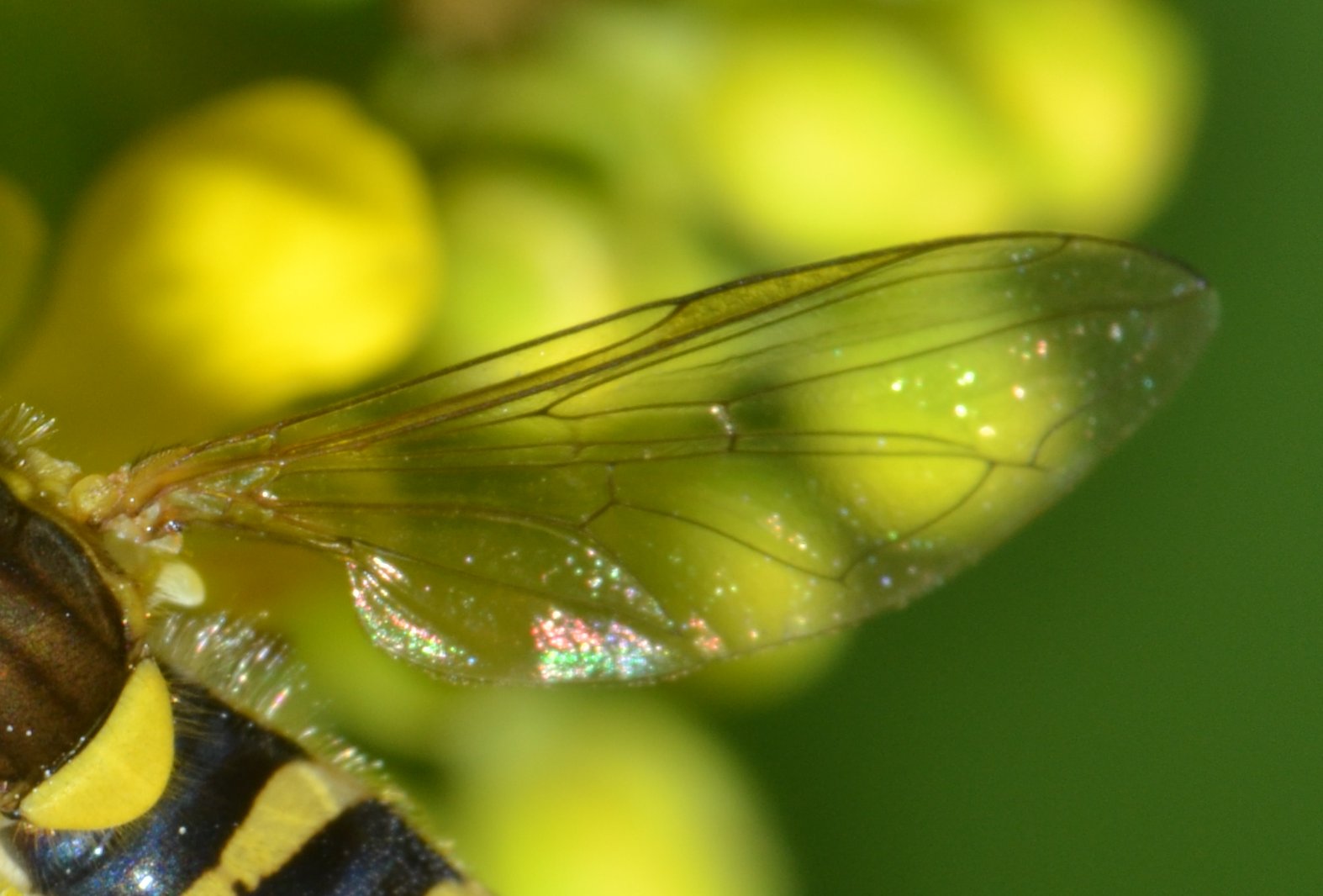 e un Syrphidae ?