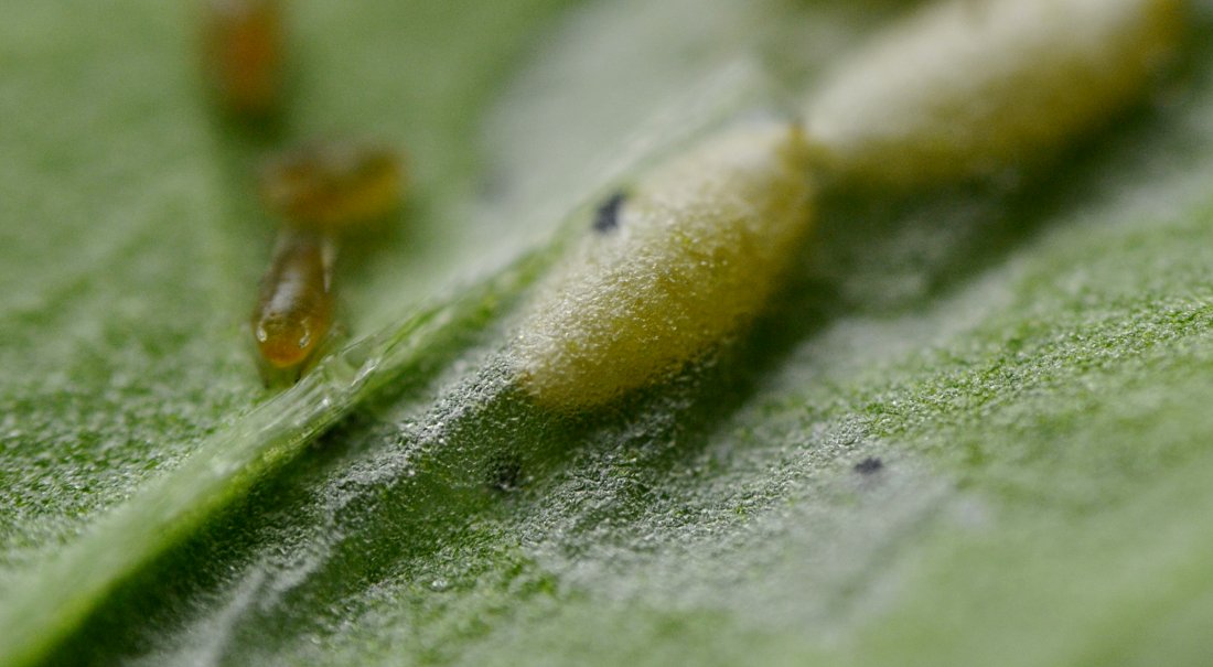 Afidi  ( Macrosiphum rosae) e larve di dittero Agromyzidae