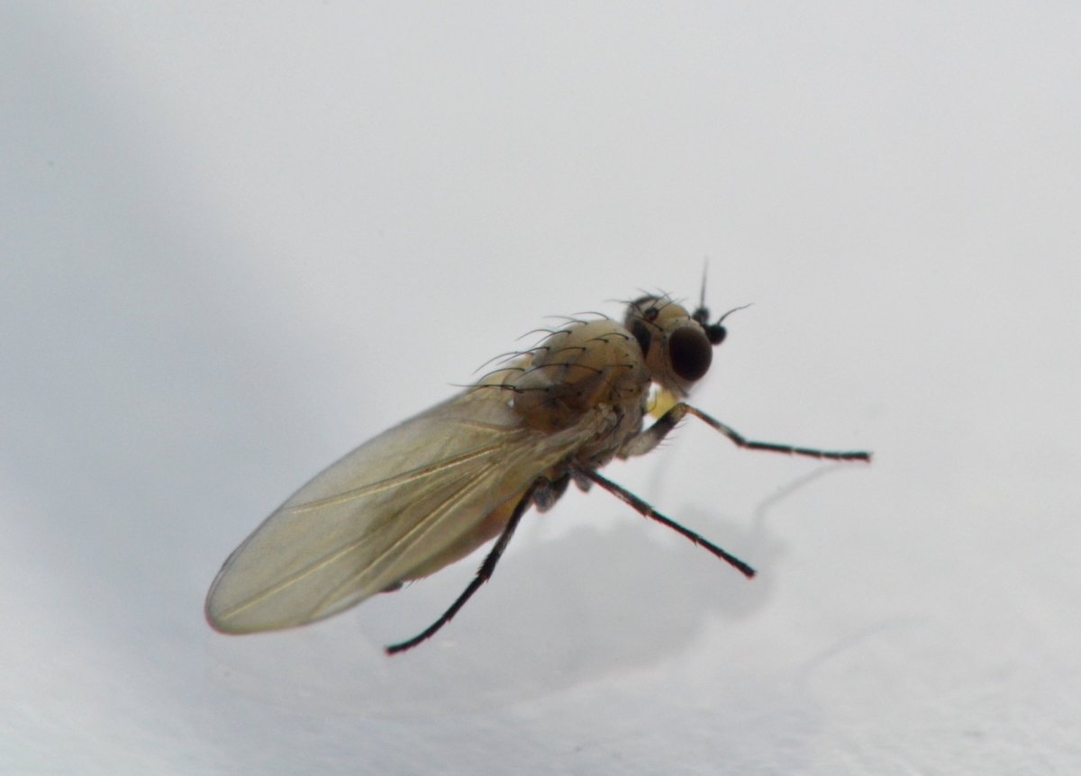 Sfarfallamento di Agromyzidae (forse Phytomyzinae)