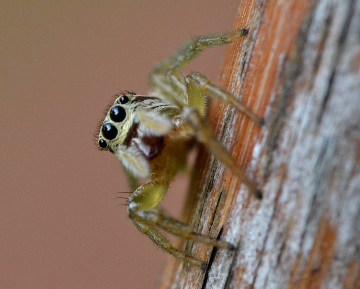 Icius sp. (I. hamatus?)