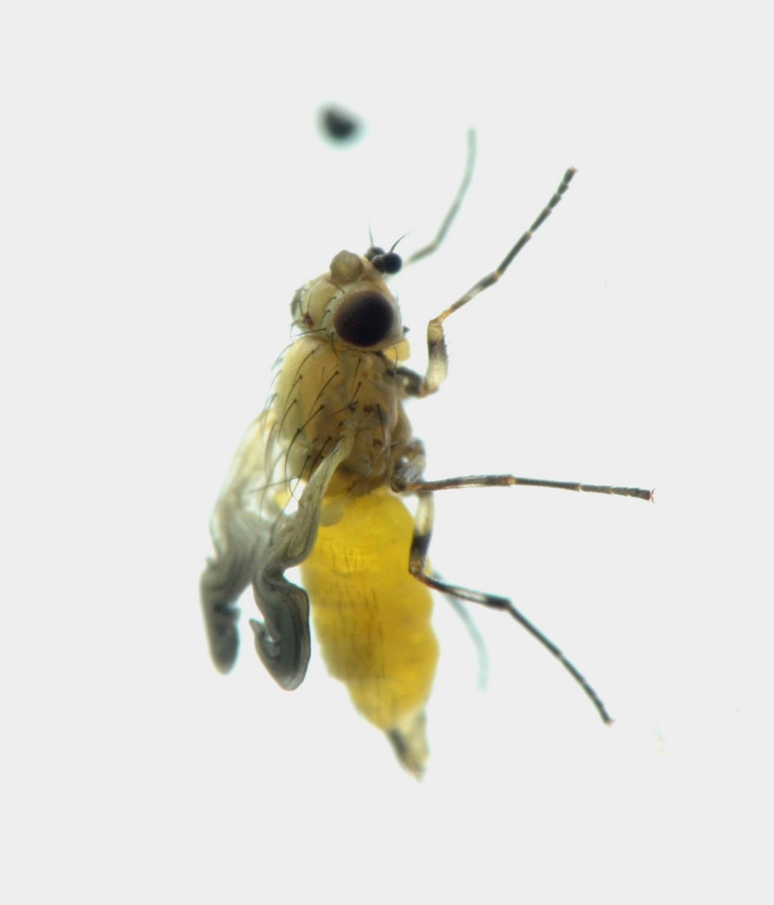 Sfarfallamento di Agromyzidae (forse Phytomyzinae)