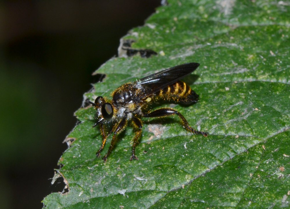 Asilidae: Choerades fimbriata