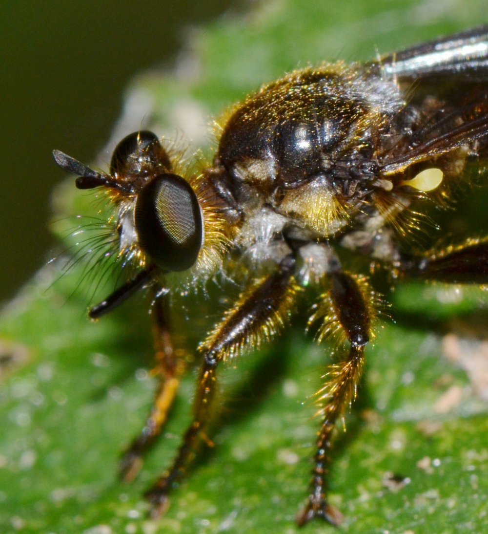 Asilidae: Choerades fimbriata