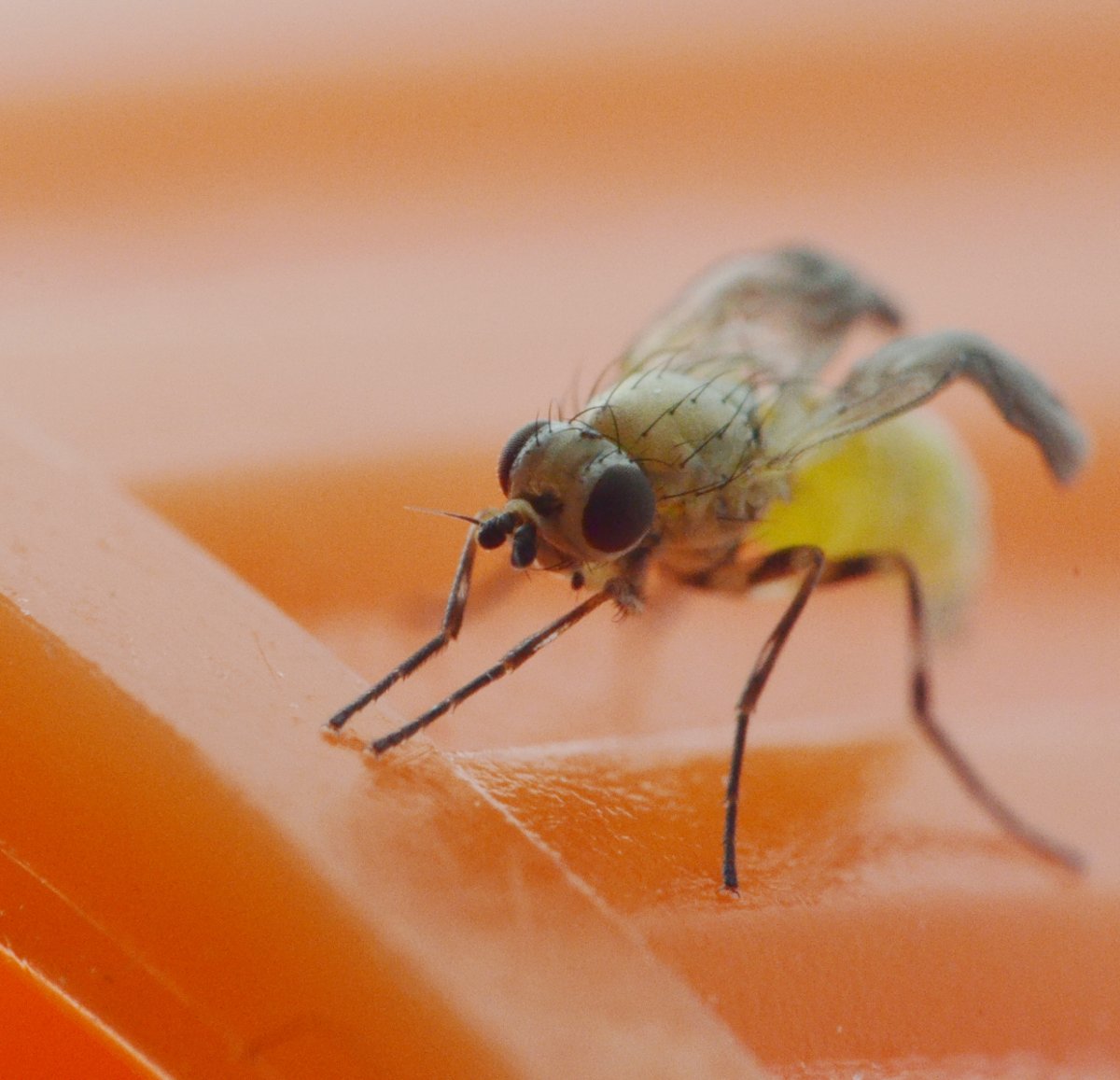 Sfarfallamento di Agromyzidae (forse Phytomyzinae)