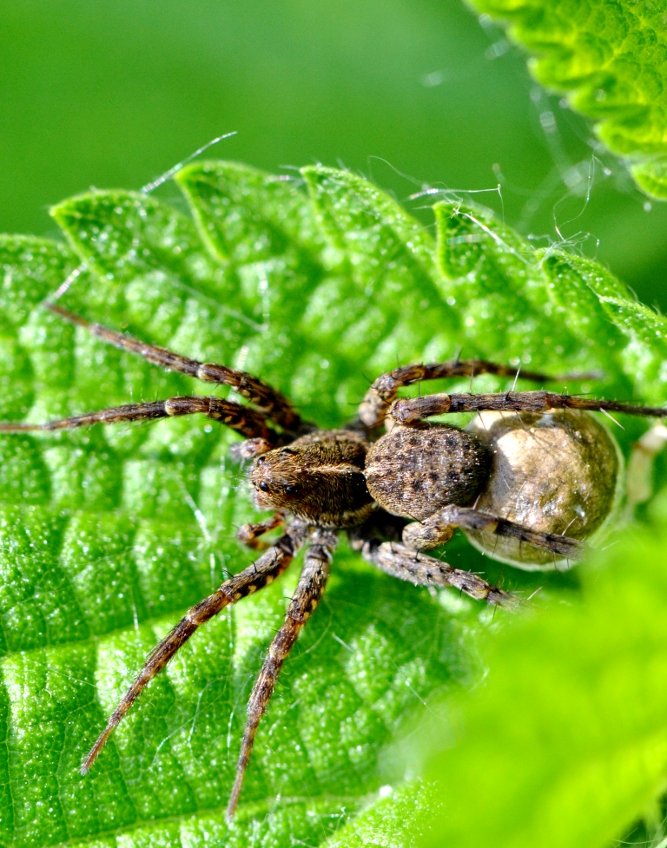 Pardosa sp.