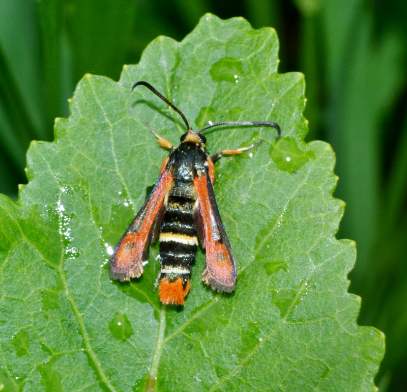 ID : Sesiidae -> Pyropteron chrysidiformis?