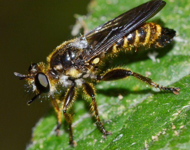 Asilidae: Choerades fimbriata