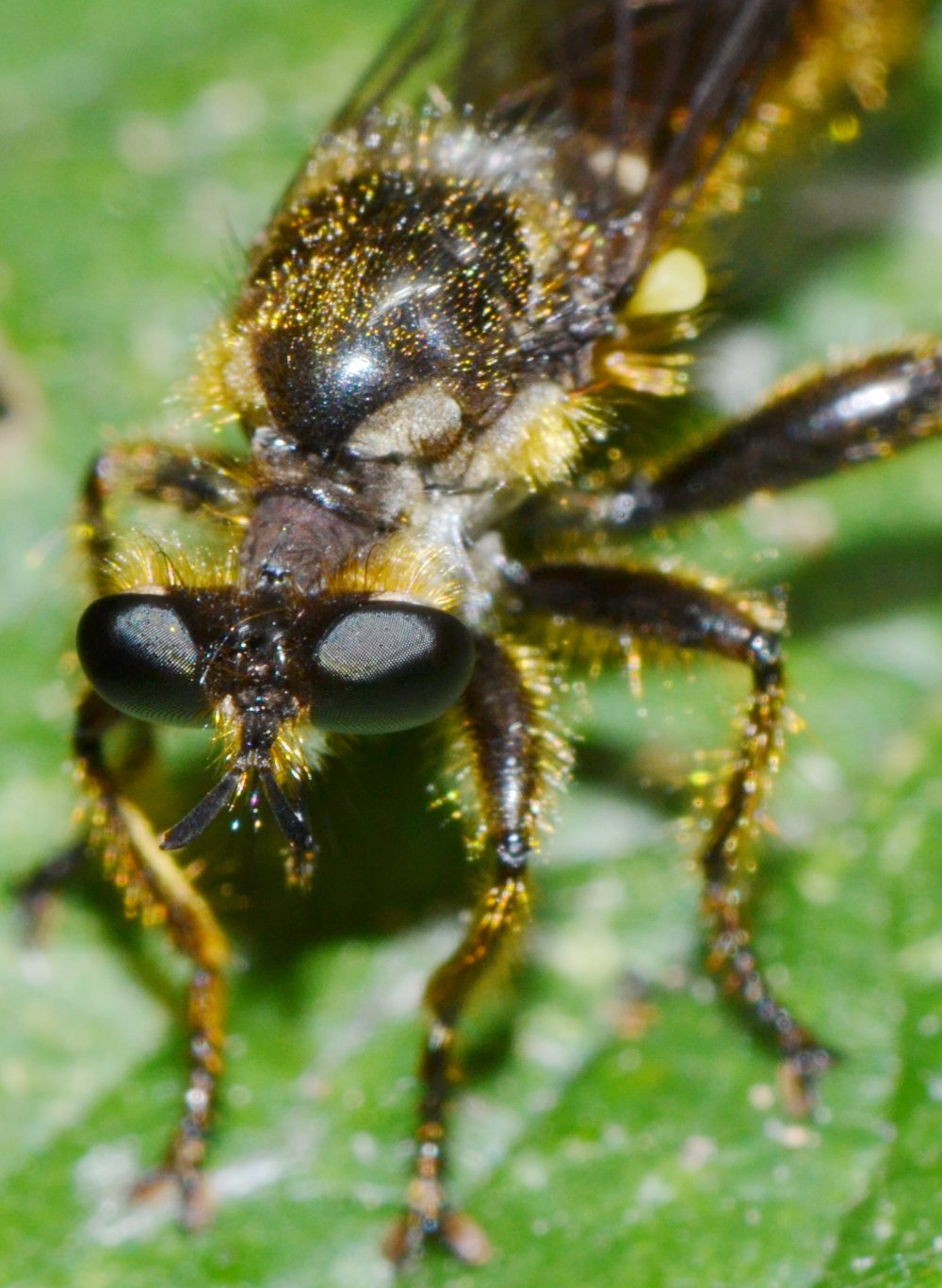 Asilidae: Choerades fimbriata