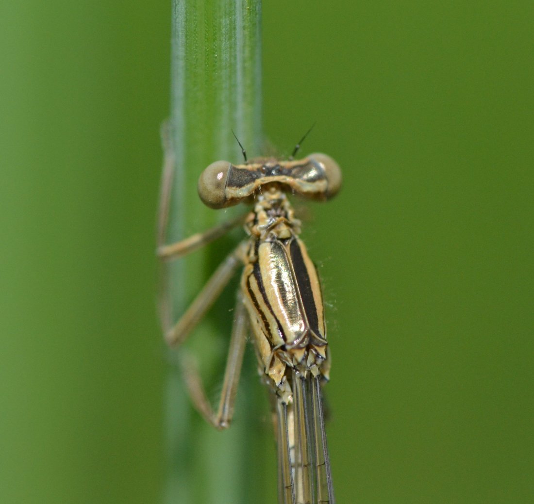 ID: Lestidae sp.?