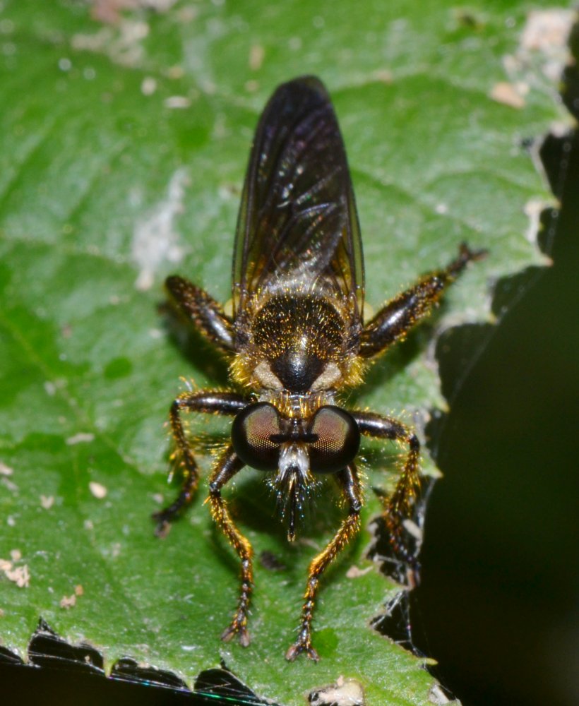 Asilidae: Choerades fimbriata