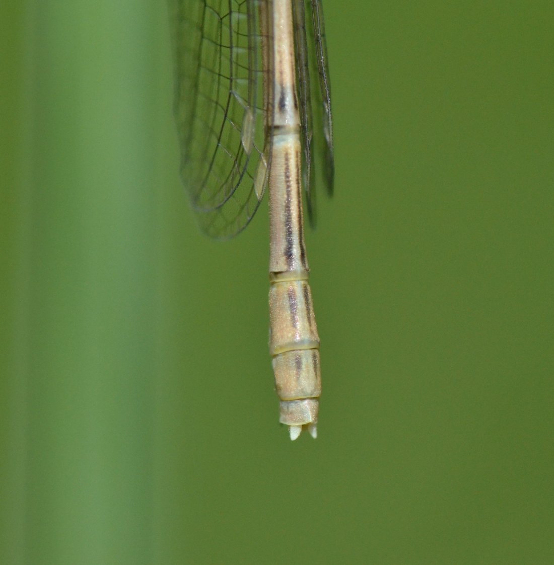 ID: Lestidae sp.?