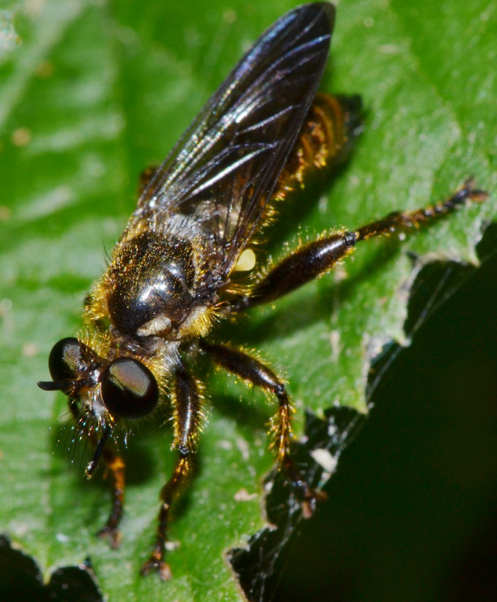 Asilidae: Choerades fimbriata