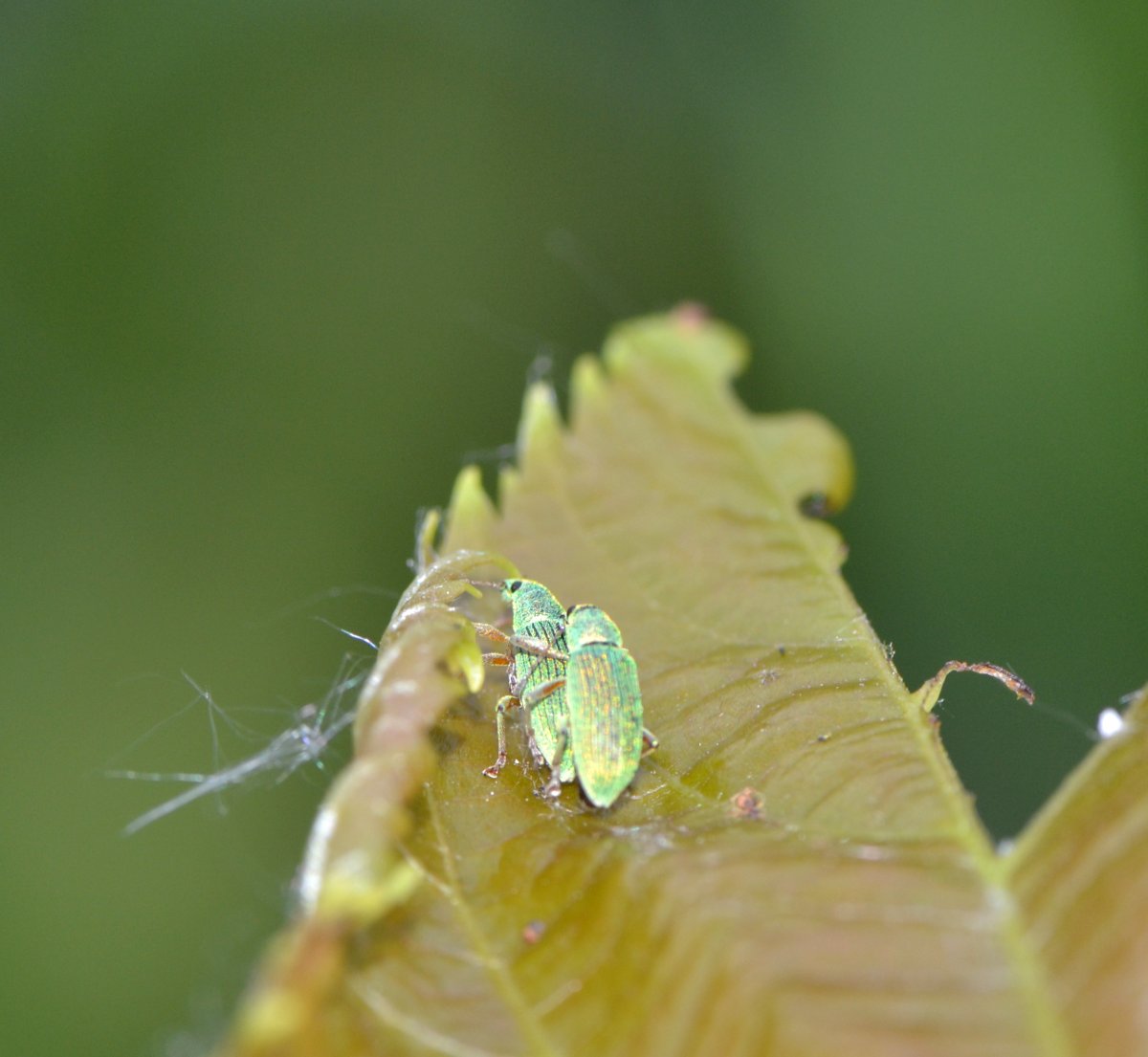 Polydrusus formosus (= P.sericeus) in accoppiamento