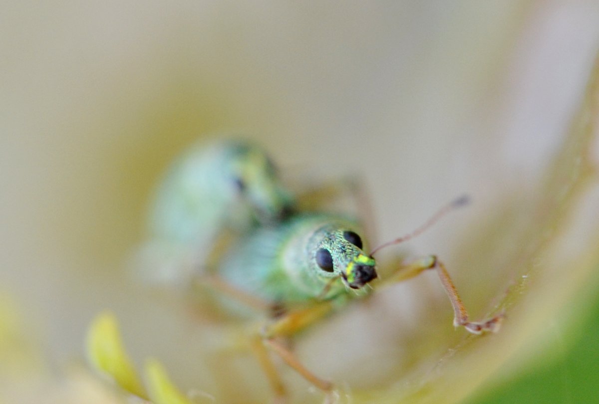 Polydrusus formosus (= P.sericeus) in accoppiamento