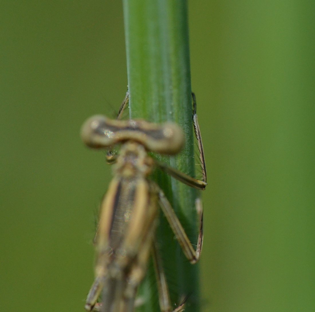 ID: Lestidae sp.?