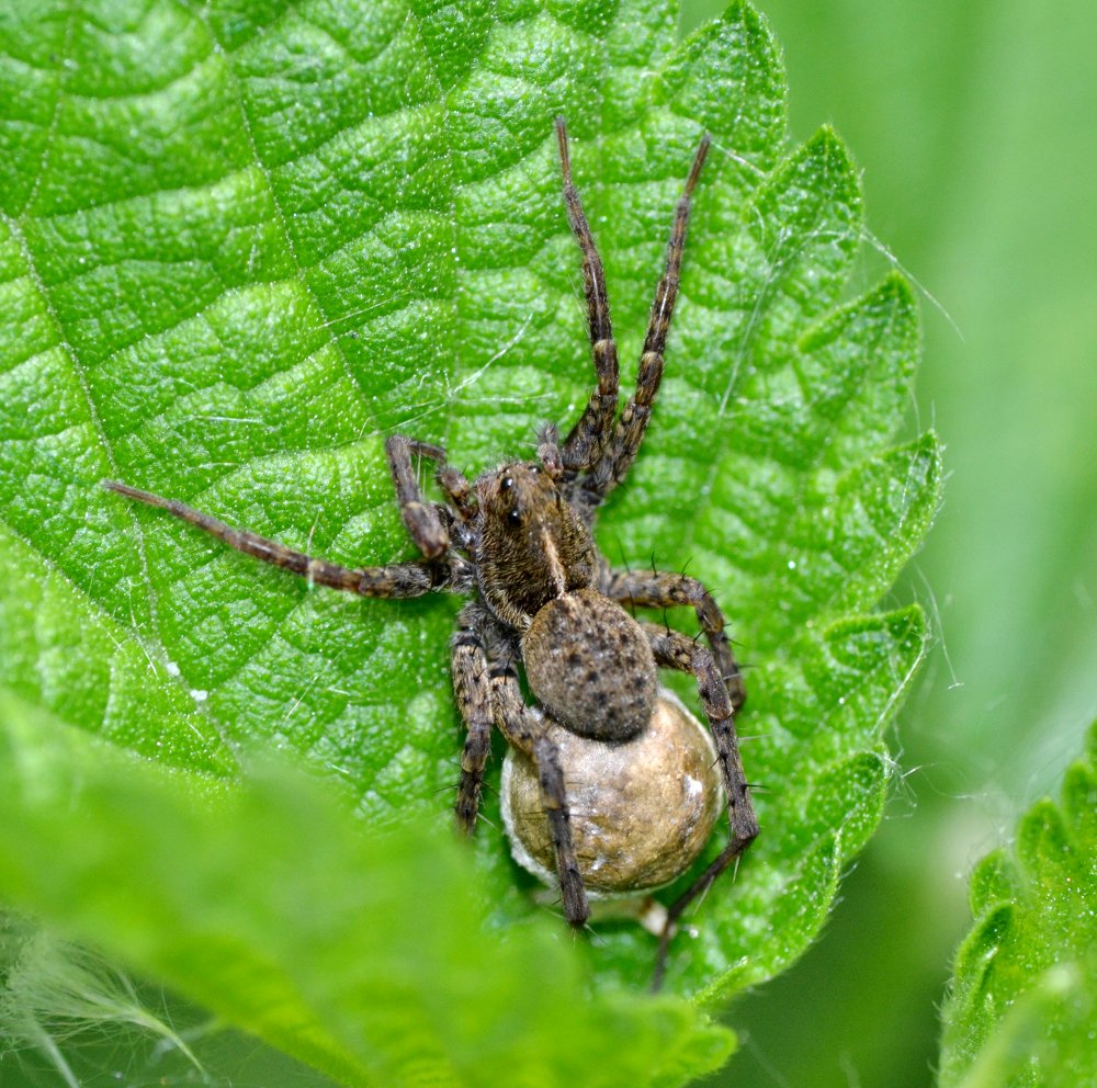 Pardosa sp.