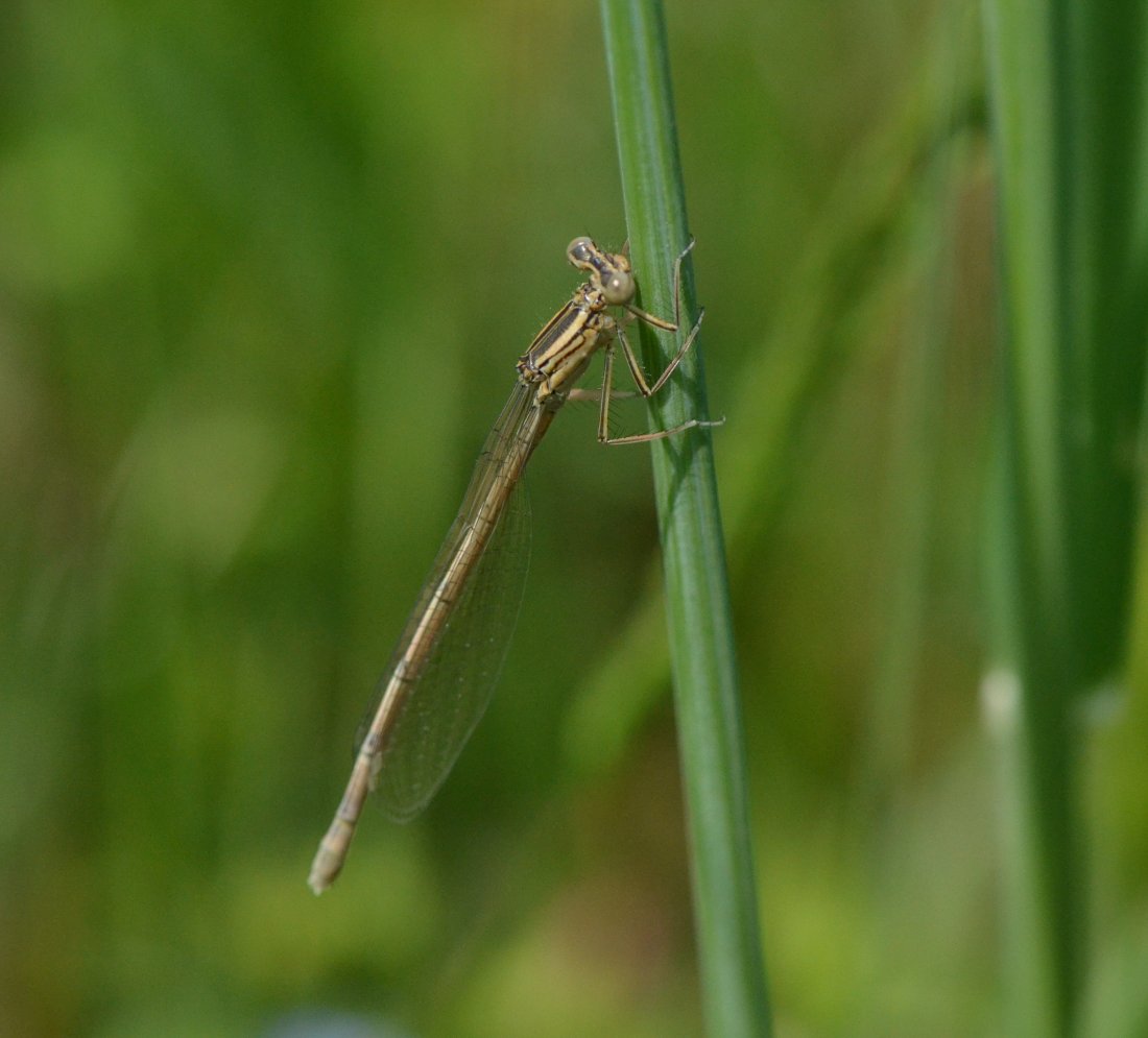 ID: Lestidae sp.?