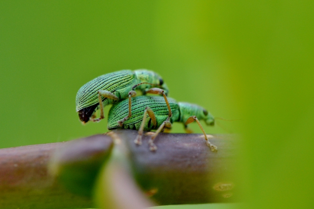 Polydrusus formosus (= P.sericeus) in accoppiamento