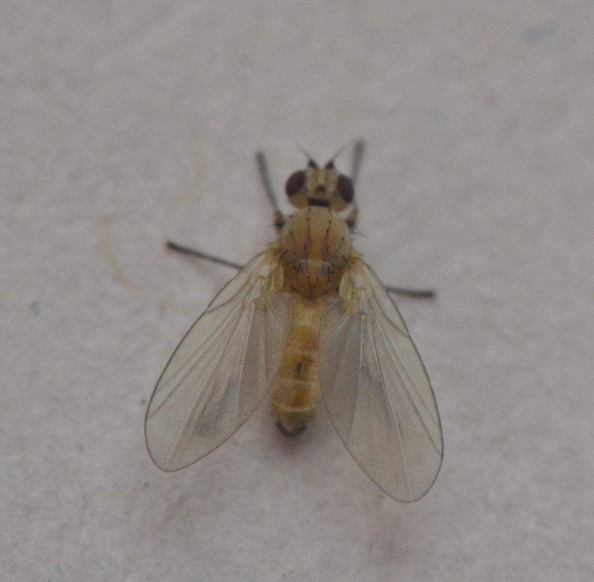 Sfarfallamento di Agromyzidae (forse Phytomyzinae)