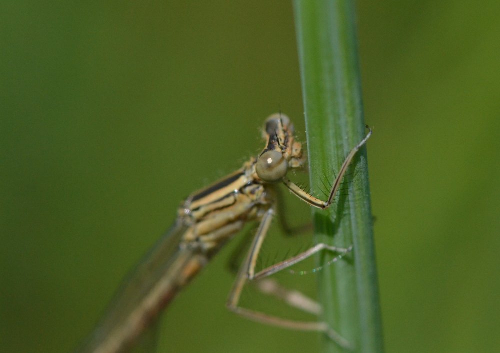 ID: Lestidae sp.?